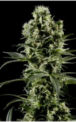 HIMALAYA GOLD - PAQUETE DE 5 UNIDADES FEMINIZADA - GREEN HOUSE - SEMILLAS
