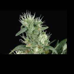 BIG BANG - PAQUETE DE 5 UNIDADES FEMINIZADA - GREEN HOUSE - SEMILLAS