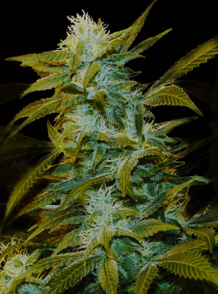 1 UND FEM - SUPER SILVER BILBO - - GENEHTIK SEEDS - SEMILLAS