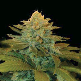 5 UND FEM - TXEES BILBO - - GENEHTIK SEEDS - SEMILLAS