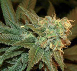 5 UND FEM - ESE T. BILBO AUTOFLORECIENTE - - GENEHTIK SEEDS - SEMILLAS