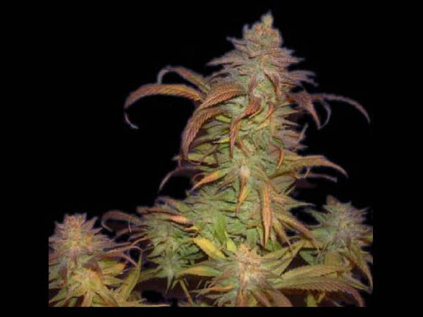 5 UND REG - BURUANDI BLOCK HEAD - - GENEHTIK SEEDS - SEMILLAS