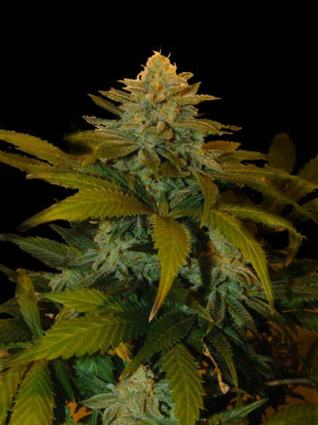 5 UND REG - ZURI WIDOW - - GENEHTIK SEEDS - SEMILLAS