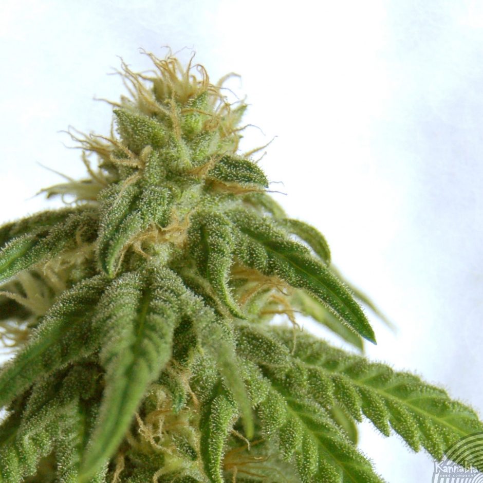 AFRODITE - PAQUETE DE 5 UNIDADES FEMINIZADA - KANNABIA SEEDS - SEMILLAS