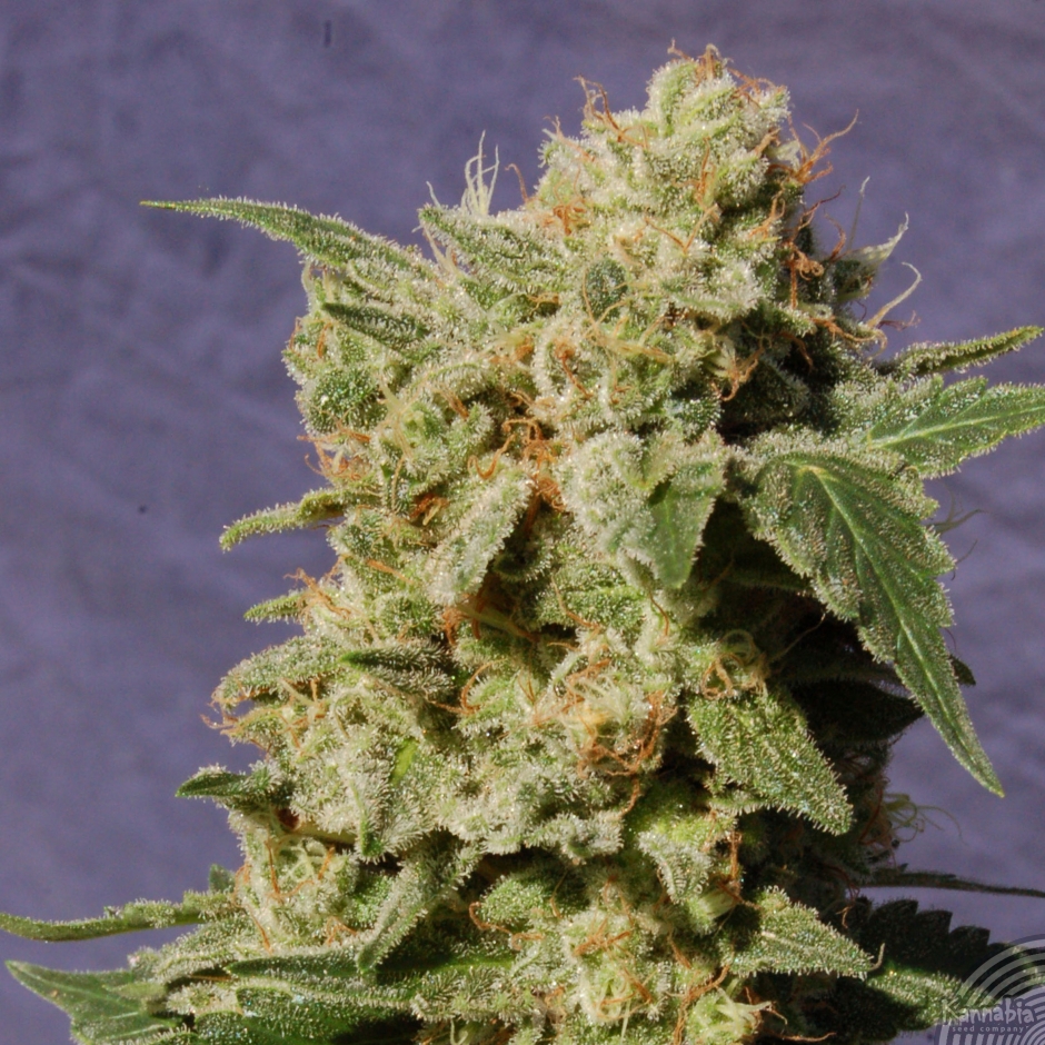 BCN DIESEL - PAQUETE DE 5 UNIDADES FEMINIZADA - KANNABIA SEEDS - SEMILLAS