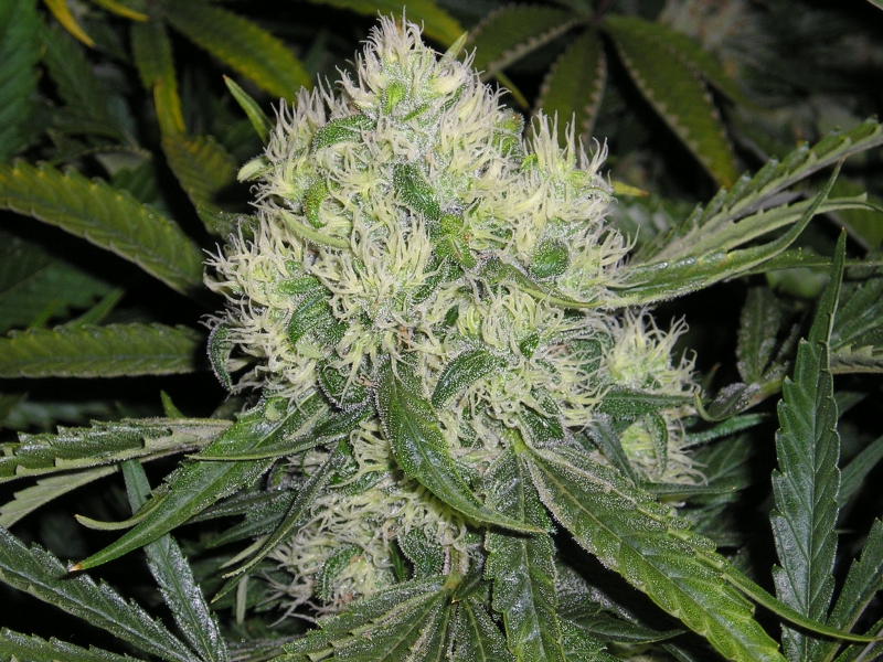 15 UND REG - AFGHAN SKUNK - - MR NICE - SEMILLAS