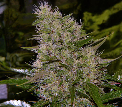 15 UND REG - CRITICAL MASS - PAQUETE DE 15 UNIDADES REGULAR - MR NICE - SEMILLAS