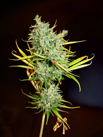 15 UND REG - MANGO HAZE - PAQUETE DE 15 UNIDADES REGULAR - MR NICE - SEMILLAS