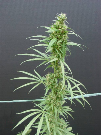 15 UND REG - NEVILLES HAZE - PAQUETE DE 15 UNIDADES REGULAR - MR NICE - SEMILLAS