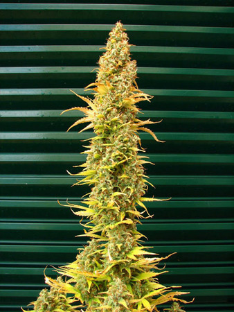 15 UND REG - SPICE - PAQUETE DE 15 UNIDADES REGULAR - MR NICE - SEMILLAS