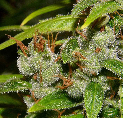 15 UND REG - SUPER SILVER HAZE - PAQUETE DE 15 UNIDADES REGULAR - MR NICE - SEMILLAS