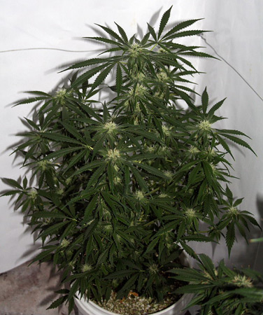 15 UND REG - EARLY SKUNK HAZE - PAQUETE DE 15 UNIDADES REGULAR - MR NICE - SEMILLAS
