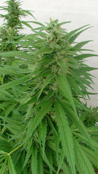 15 UND REG - MASTER KUSH X AFGHAN HAZE - - MR NICE - SEMILLAS