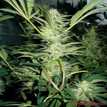 3 UND FEM WHITE WIDOW - PAQUETE DE 3 UNIDADES FEMINIZADAS WHITE WIDOW - MEDICAL SEEDS - SEMILLAS