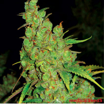 10 UND FEM 1024 - PAQUETE DE 10 UNIDADES FEMINIZADAS - MEDICAL SEEDS - SEMILLAS