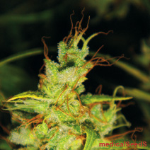 10 UND FEM 2046 - PAQUETE DE 10 UNIDADES REGULAR - MEDICAL SEEDS - SEMILLAS