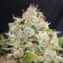 5 UND FEM SOUR DIESEL - PAQUETE DE 5 UNIDADES REGULAR - MEDICAL SEEDS - SEMILLAS