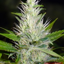 3 UND FEM - MALAKOFF - PAQUETE DE 3 UNIDADES FEMINIZADA - MEDICAL SEEDS - SEMILLAS