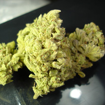 3 UND FEM - NO NAME - PAQUETE DE 3 UNIDADES FEMINIZADA - MEDICAL SEEDS - SEMILLAS