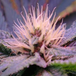 5 UND FEM - AUTO BLUE MYSTIC - - NIRVANA - SEMILLAS