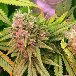 5 UND FEM - AUTO BUBBLELICIOUS - - NIRVANA - SEMILLAS