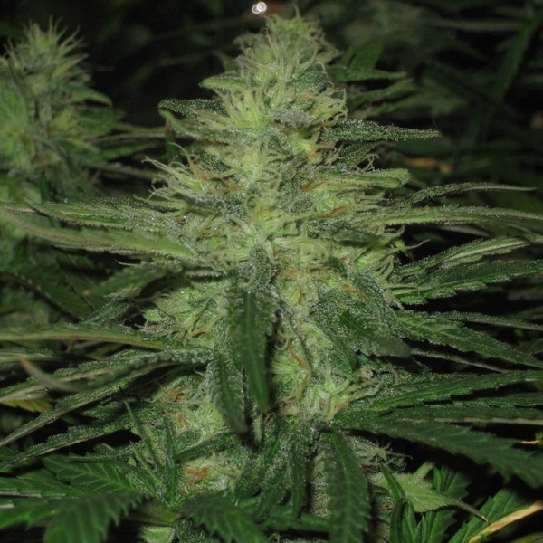 5 UND FEM - AUTO NORTHERN LIGHTS - - NIRVANA - SEMILLAS