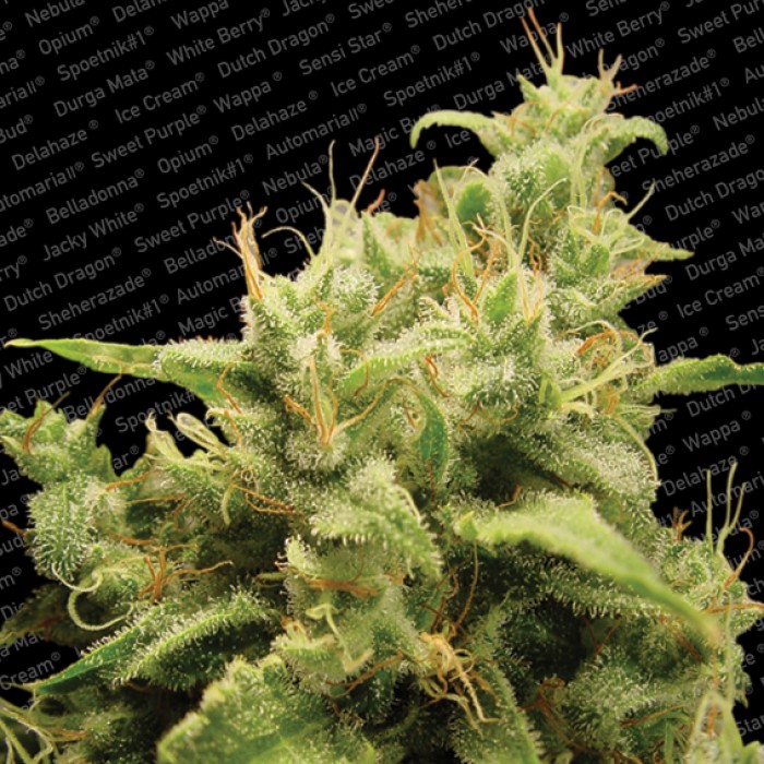 10 UND FEM - OPIUM - PAQUETE DE 10 UNIDADES FEMINIZADA - PARADISE SEEDS - SEMILLAS