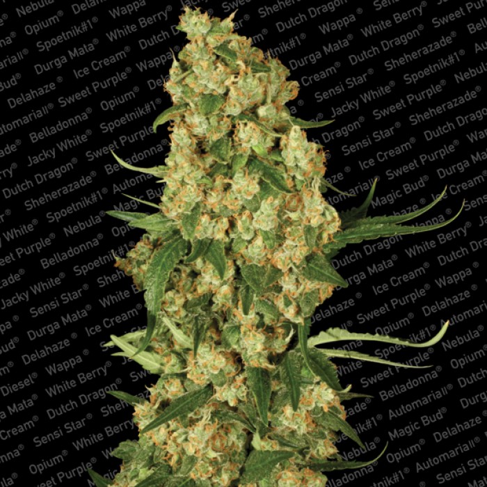 10 UND FEM - WAPPA - PAQUETE DE 10 UNIDADES FEMINIZADA - PARADISE SEEDS - SEMILLAS
