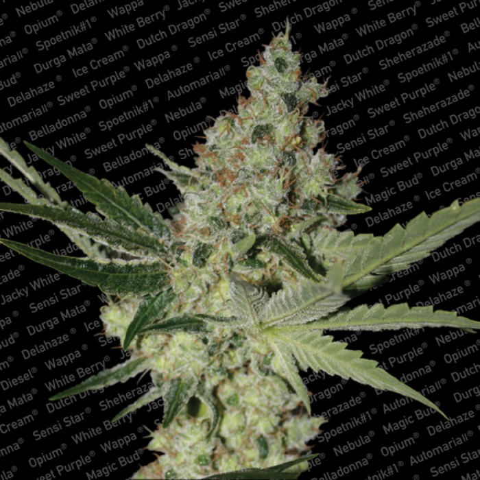 3 UND FEM - ACID - - PARADISE SEEDS - SEMILLAS