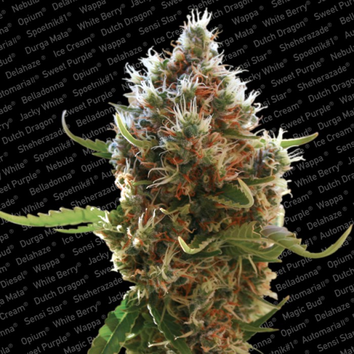 3 UND FEM - LUCID BOLT - - PARADISE SEEDS - SEMILLAS