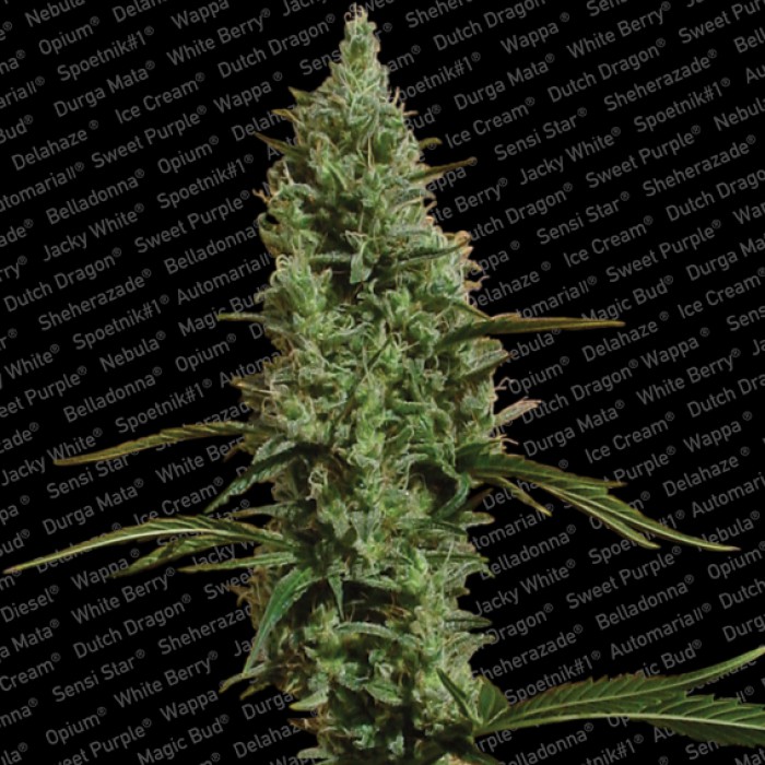 3 UND FEM - ATOMICAL HAZE - - PARADISE SEEDS - SEMILLAS