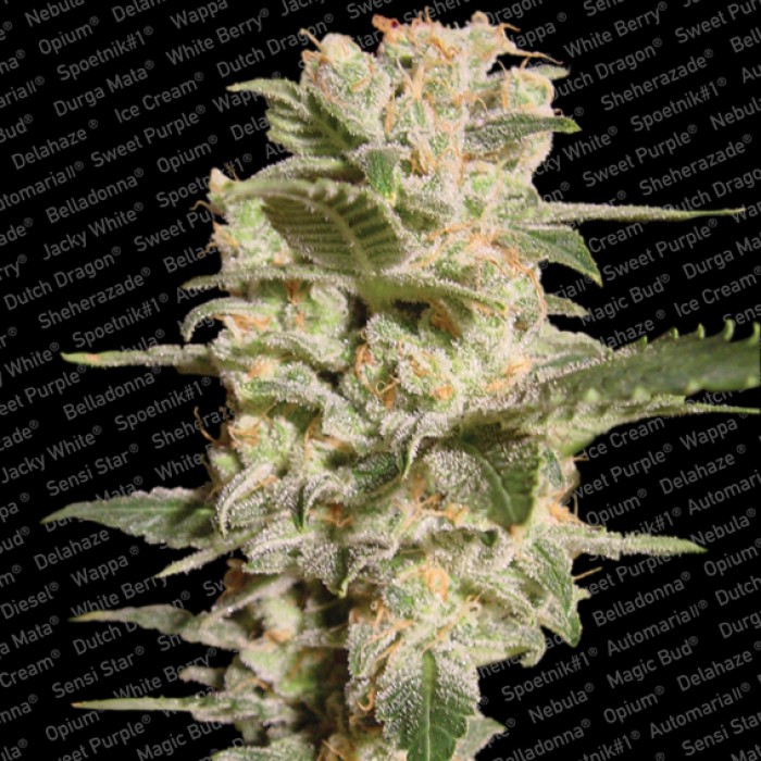 3 UND FEM - BELLADONNA - - PARADISE SEEDS - SEMILLAS