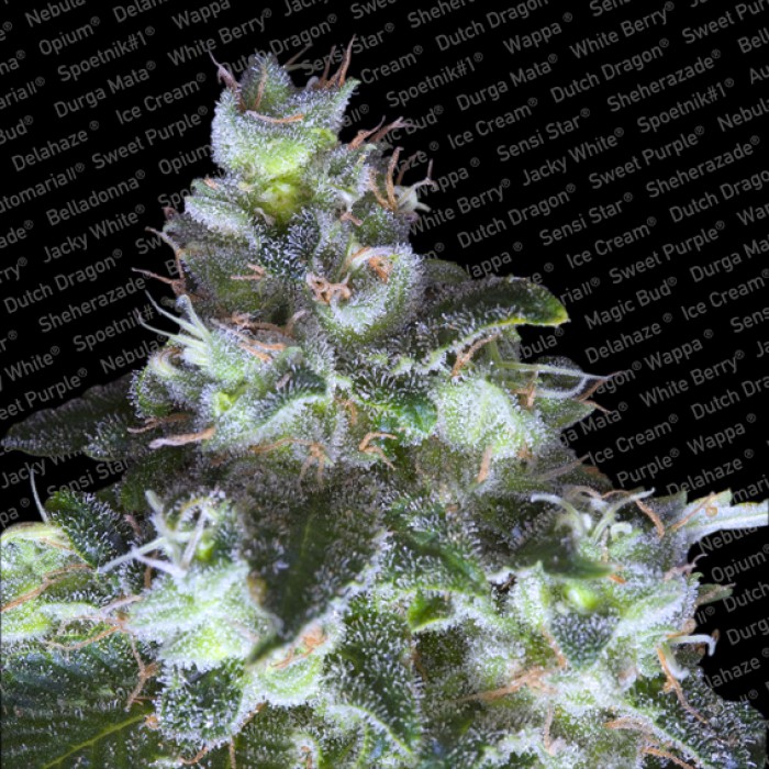 3 UND FEM - ORIGINAL WHITE WIDOW - - PARADISE SEEDS - SEMILLAS