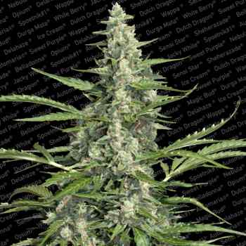 5 UND FEM - PANDORA - - PARADISE SEEDS - SEMILLAS