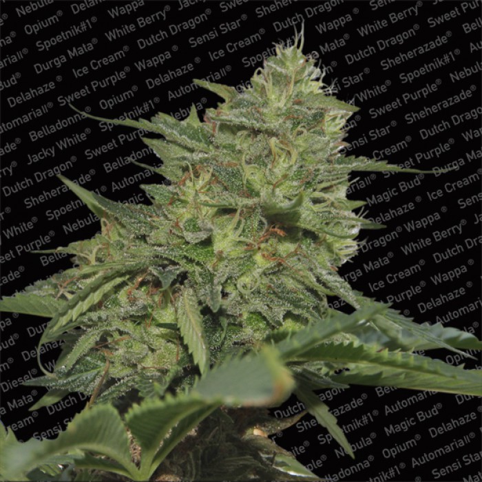 5 UND FEM - ORIGINAL CHEESE - - PARADISE SEEDS - SEMILLAS