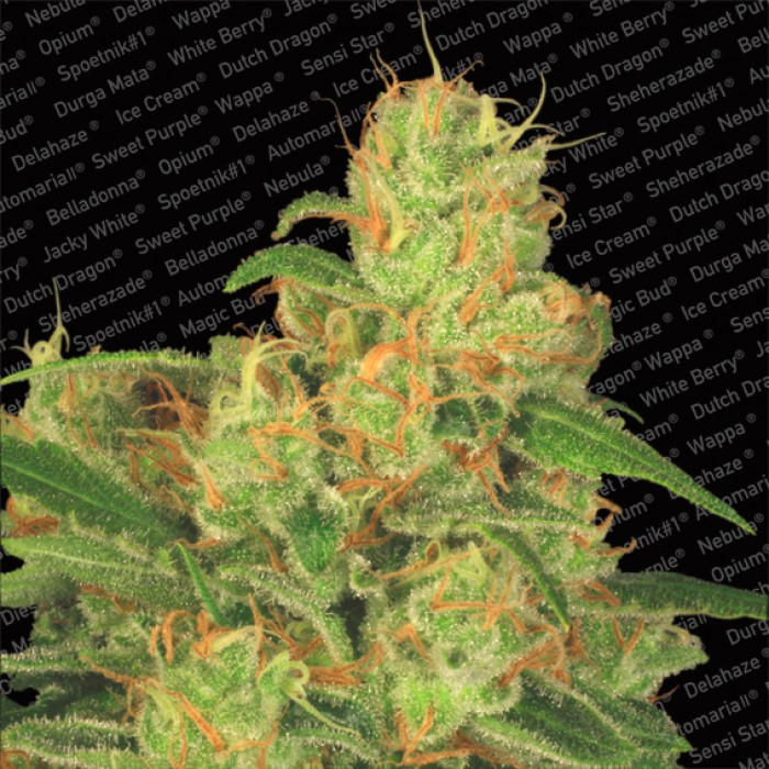 5 UND FEM - AUTO ACID - - PARADISE SEEDS - SEMILLAS