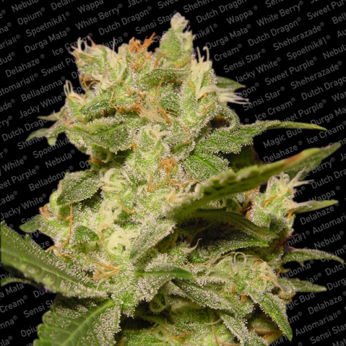 5 UND FEM - AUTO JACK - - PARADISE SEEDS - SEMILLAS