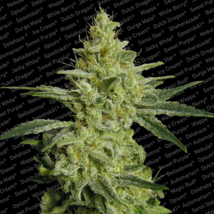 10 UND FEM - ALLKUSH - - PARADISE SEEDS - SEMILLAS