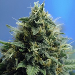 10 UND FEM - NEW YORK POWER DIESEL - PAQUETE DE 10 UNIDADES FEMINIZADA - NIRVANA - SEMILLAS