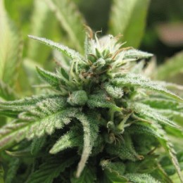 ROYAL FLUSH - PAQUETE DE 10 UNIDADES FEMINIZADA - NIRVANA - SEMILLAS