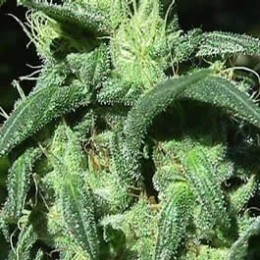 STERLING HAZE - PAQUETE DE 10 UNIDADES FEMINIZADA - NIRVANA - SEMILLAS