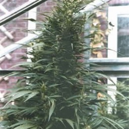 URBAN POISON - PAQUETE DE 10 UNIDADES FEMINIZADA - NIRVANA - SEMILLAS