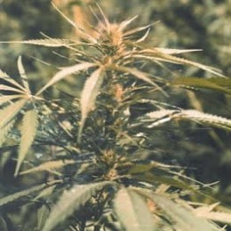 HAWAII MAUI WAUI - PAQUETE DE 5 UNIDADES FEMINIZADA - NIRVANA - SEMILLAS