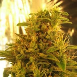 HAZE # 13 - PAQUETE DE 5 UNIDADES FEMINIZADA - NIRVANA - SEMILLAS