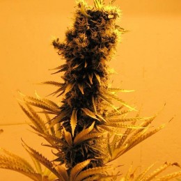 RASPBERRY COUGH - PAQUETE DE 5 UNIDADES FEMINIZADA - NIRVANA - SEMILLAS