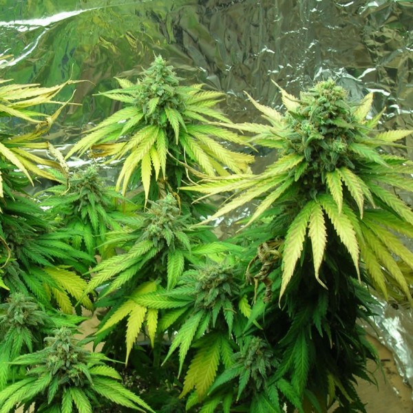 BLACKJACK - PAQUETE DE 10 UNIDADES REGULAR - NIRVANA - SEMILLAS