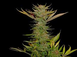 10 UND REG - G13-HAZE RECICLING BUDDHA - PAQUETE DE 10 UNIDADES REGULAR - SOMA SEEDS - SEMILLAS
