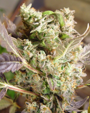 10 UND FEM - SOMANGO - PAQUETE DE 10 UNIDADES FEMINIZADA - SOMA SEEDS - SEMILLAS