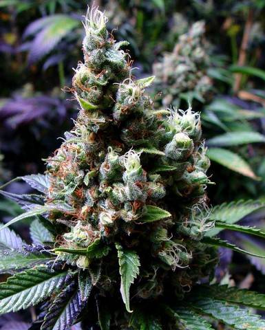 5 UND FEM - N.Y.C DIESEL - PAQUETE DE 5 UNIDADES FEMINIZADA - SOMA SEEDS - SEMILLAS