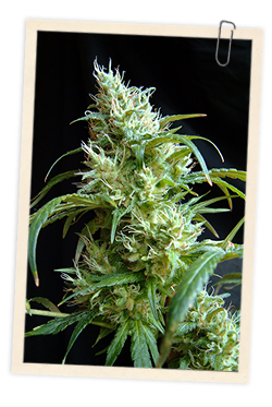 5 UND FEM - FLASH BACK # 2 - PAQUETE DE 5 UNIDADES FEMINIZADA - SWEET SEEDS - SEMILLAS